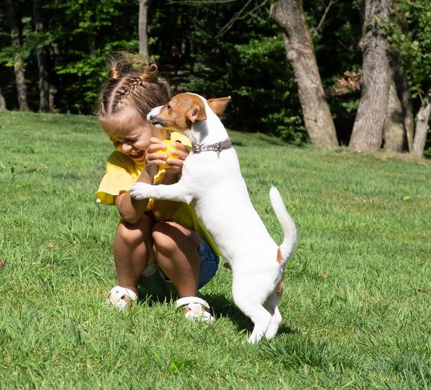 כלב מגזע ג'ק ראסל טרייר קופץ על ילדה שיושבת על הדשא בפארק.