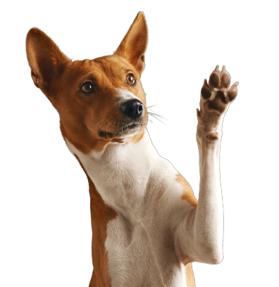 adorable-brown-white-basenji-dog-smiling-giving-high-five-isolated-white-removebg
