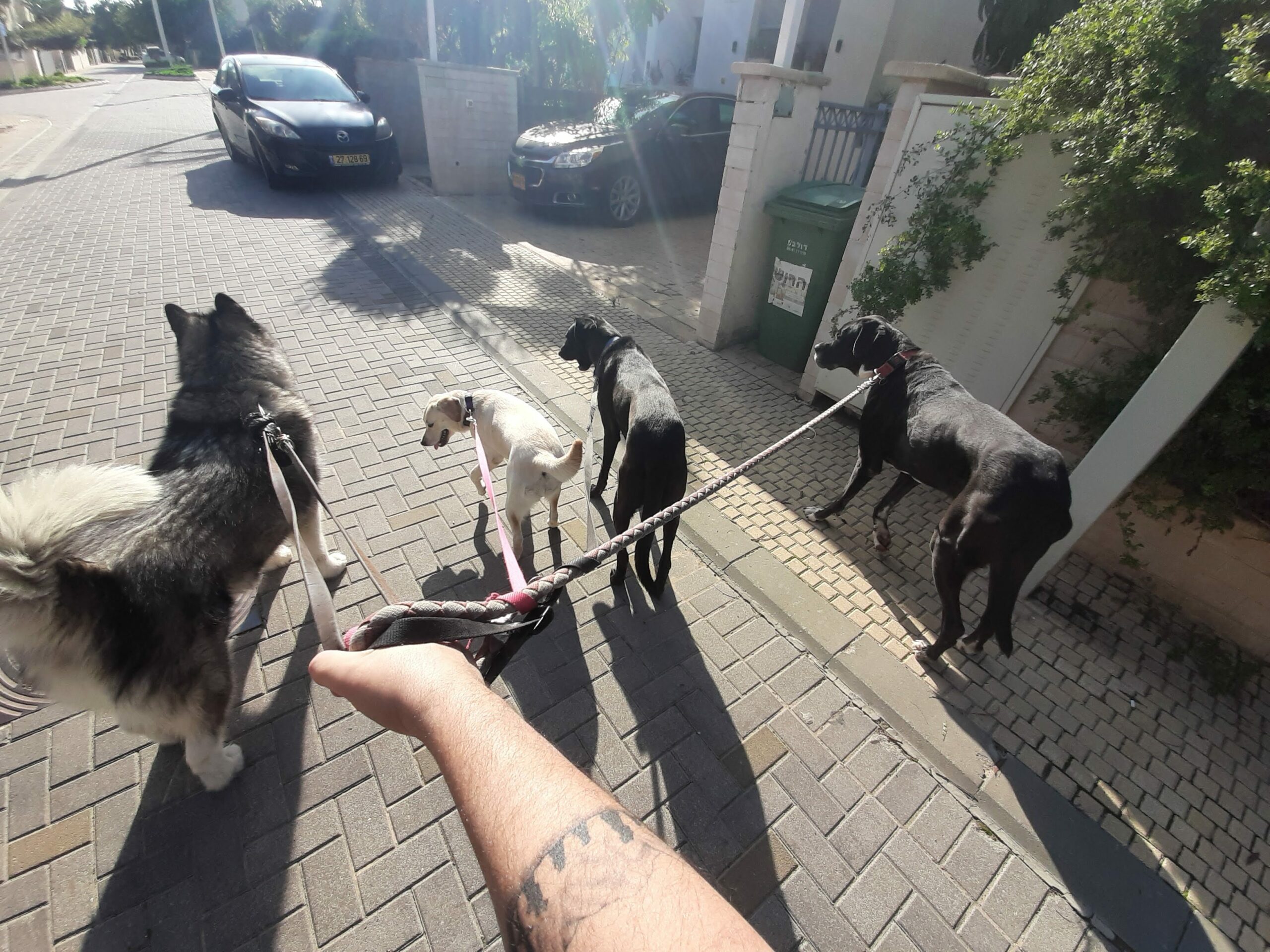 4 כלבים קשורים ברצועה בזמן טיול.