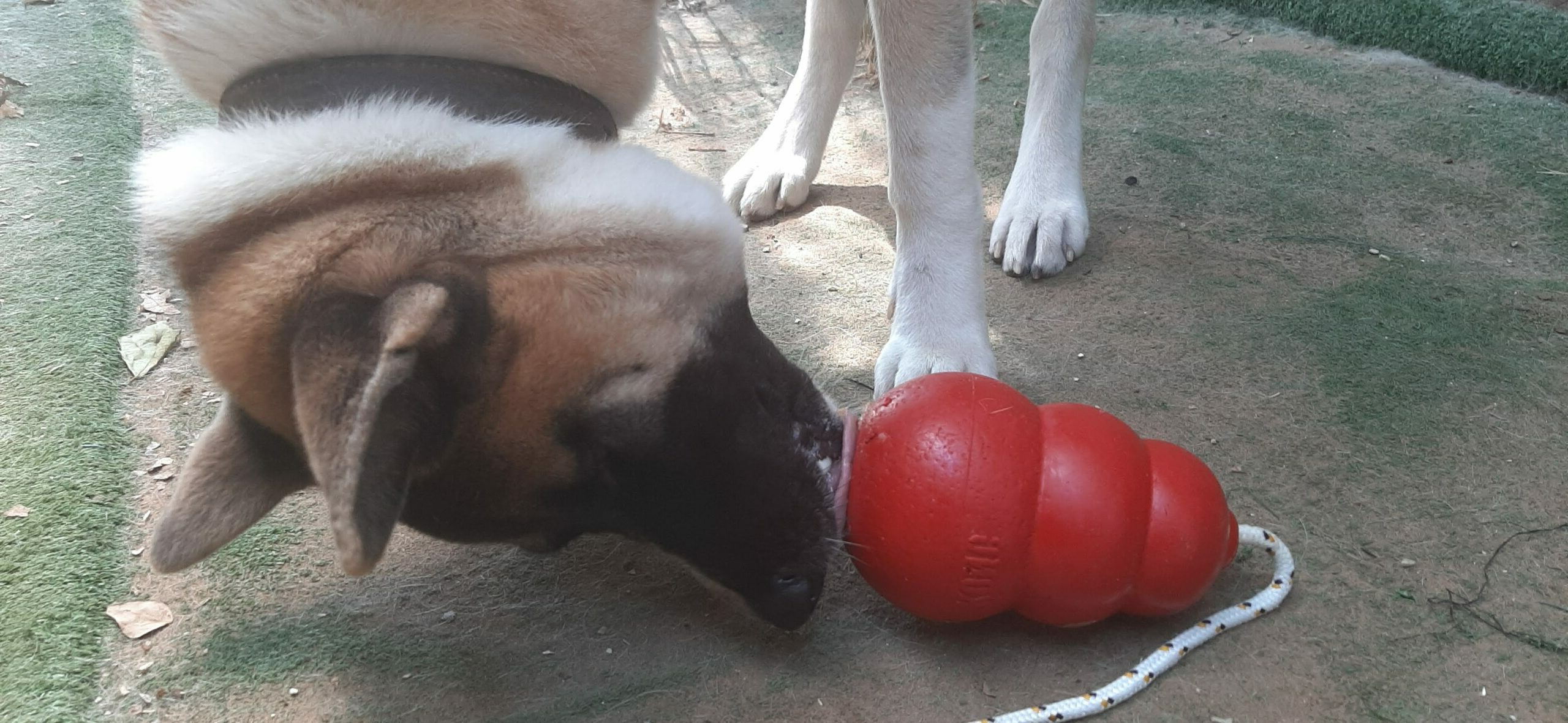 כלבה אוכלת מתוך צעצוע לכלבים KONG CLASIC