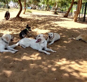 כלבים עייפים שוכבים על החול בגינת כלבים