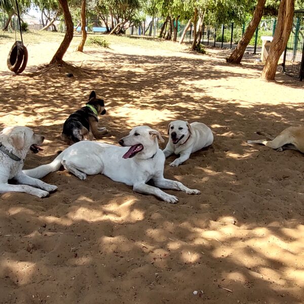 כלבים עייפים שוכבים על החול בגינת כלבים