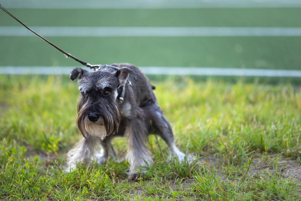 כלב מגזע שנאוצר ננסי קשור לרצועה מחרבן על דשא