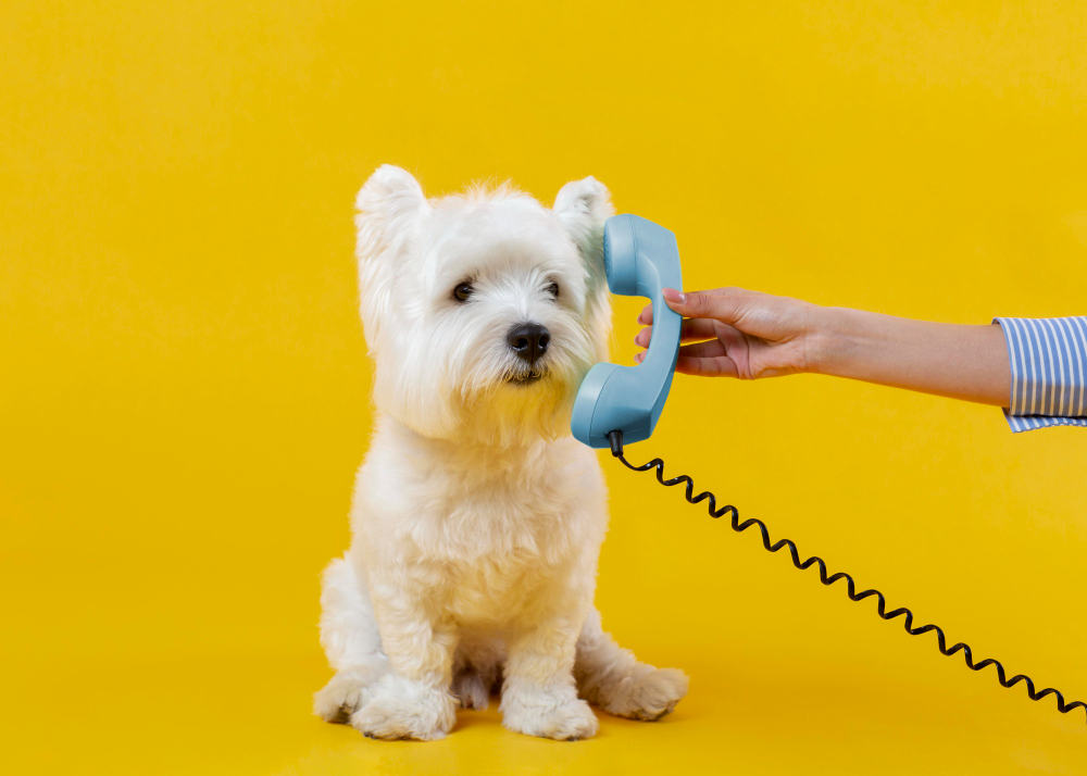 כלב לבן קטן מגזע ווסט היילנד טרייר יושב על רקע צהוב ויד מגישה לו שפורפרת של טלפון קווי